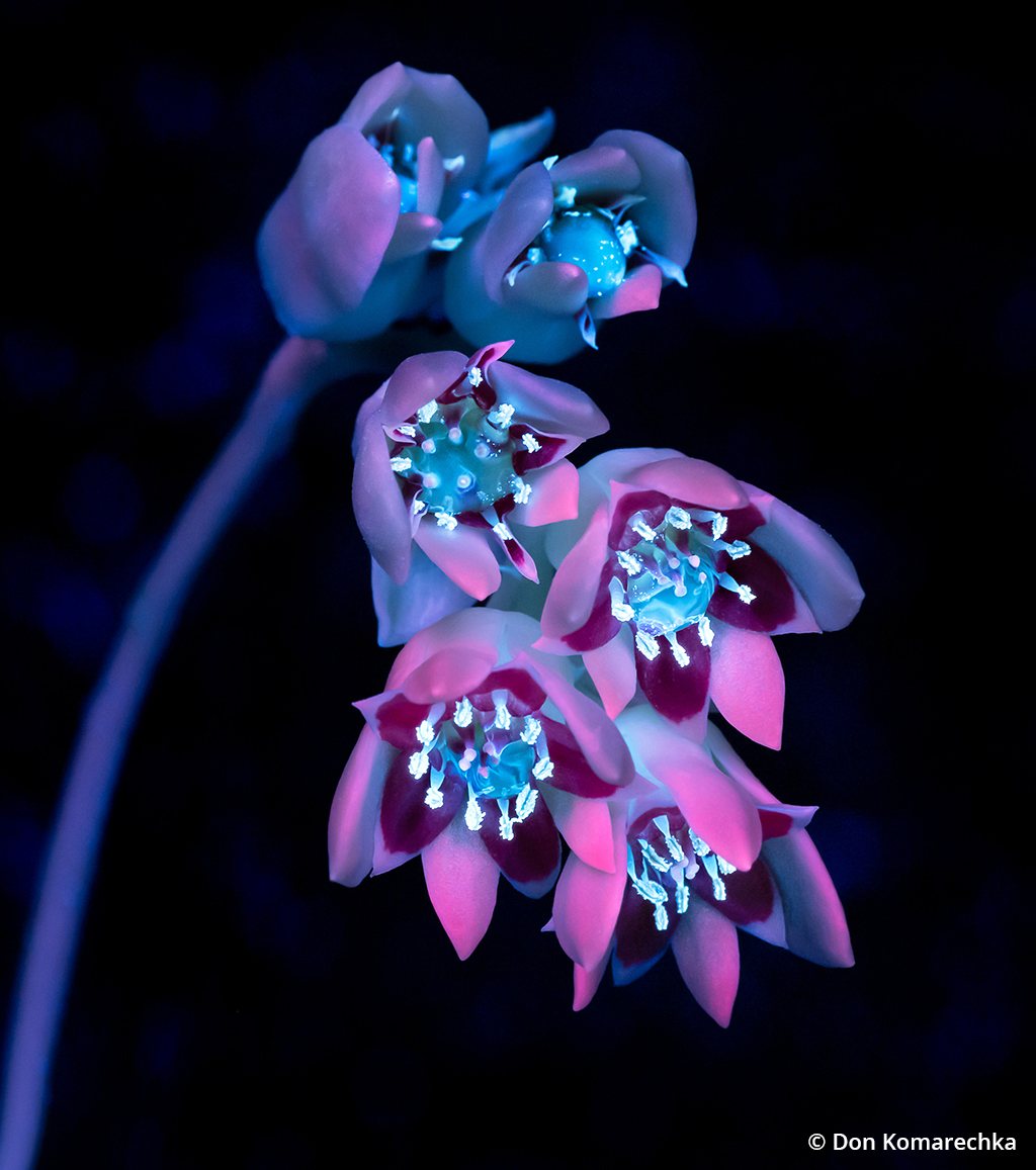 Image of a succulent blossom under UV light