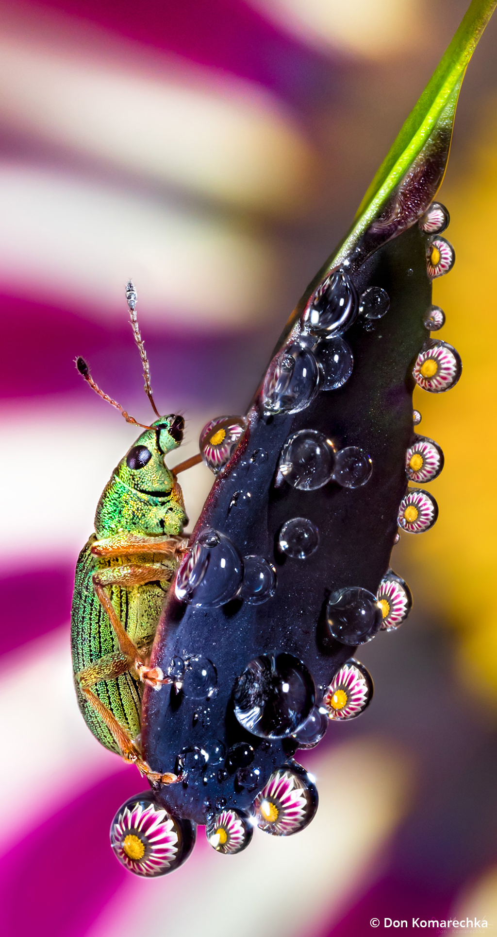 Macro image of a weevil on a barberry leaf