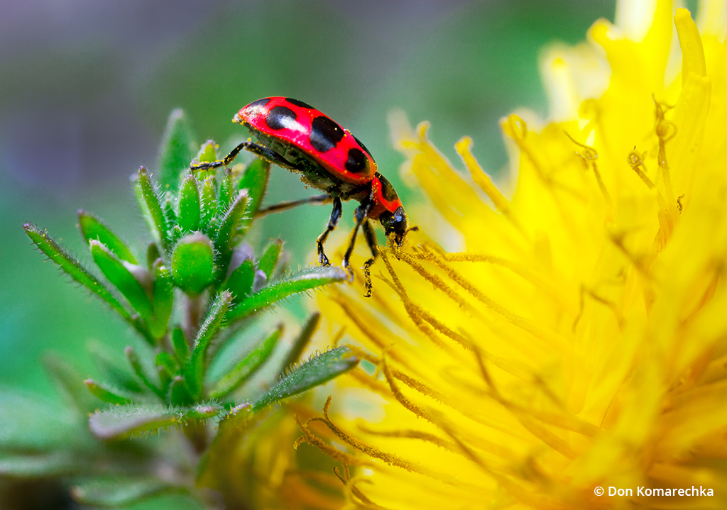 Photo of a ladybug on a dandelion