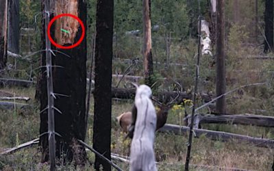 Tim Wells Perfectly Arcs a 120-Yard Shot on a Bull Elk Using a Bow With No Sights