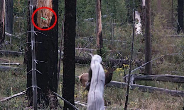 Tim Wells Perfectly Arcs a 120-Yard Shot on a Bull Elk Using a Bow With No Sights