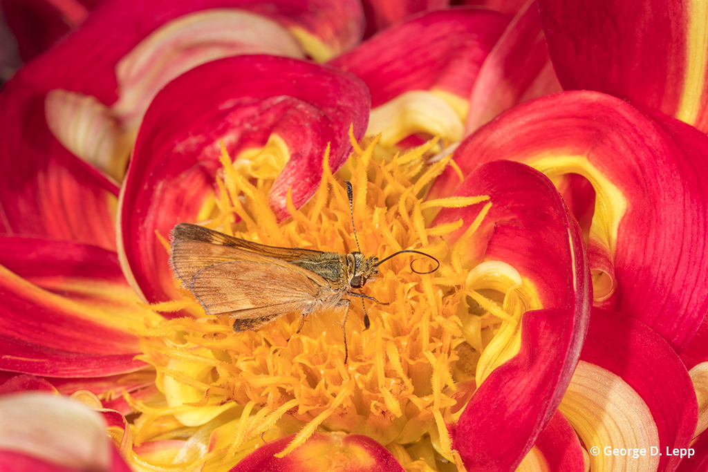 Photo of a butterfly on a dahlia taken at Oregon’s Swan Island