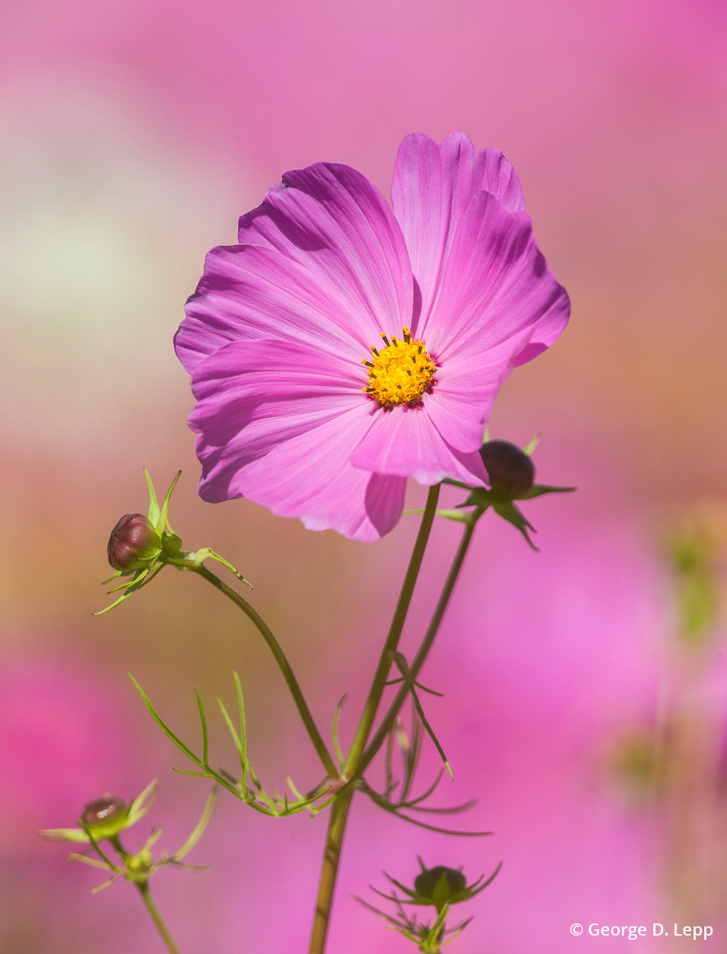 Photo of cosmos flower taken with a telephoto lens