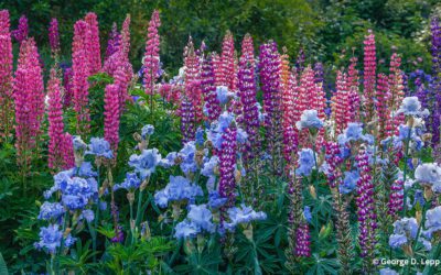 Where The Flowers Are