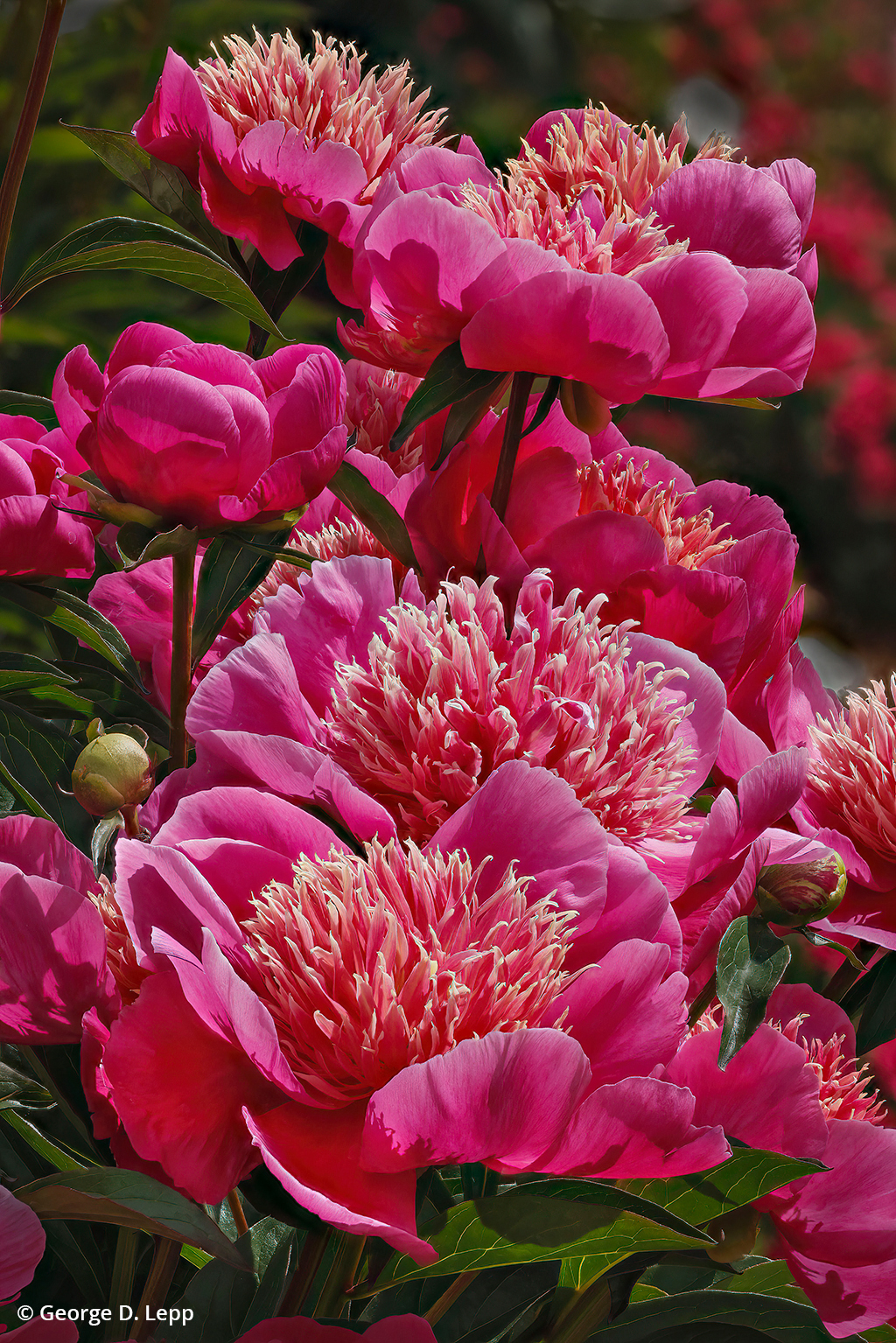 Image of peonies illustrating focus stacking technique