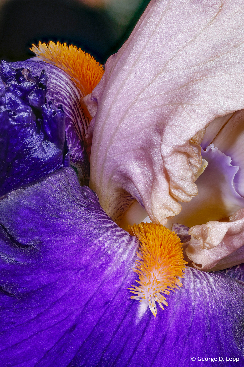 Macro photo of a bearded iris