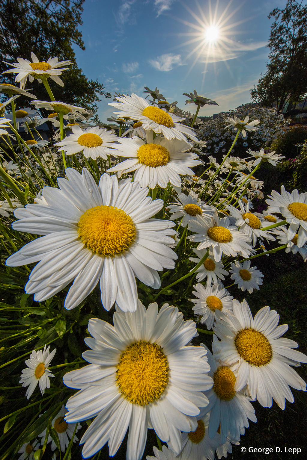 Close-up of daisies taken with a wide-angle lens