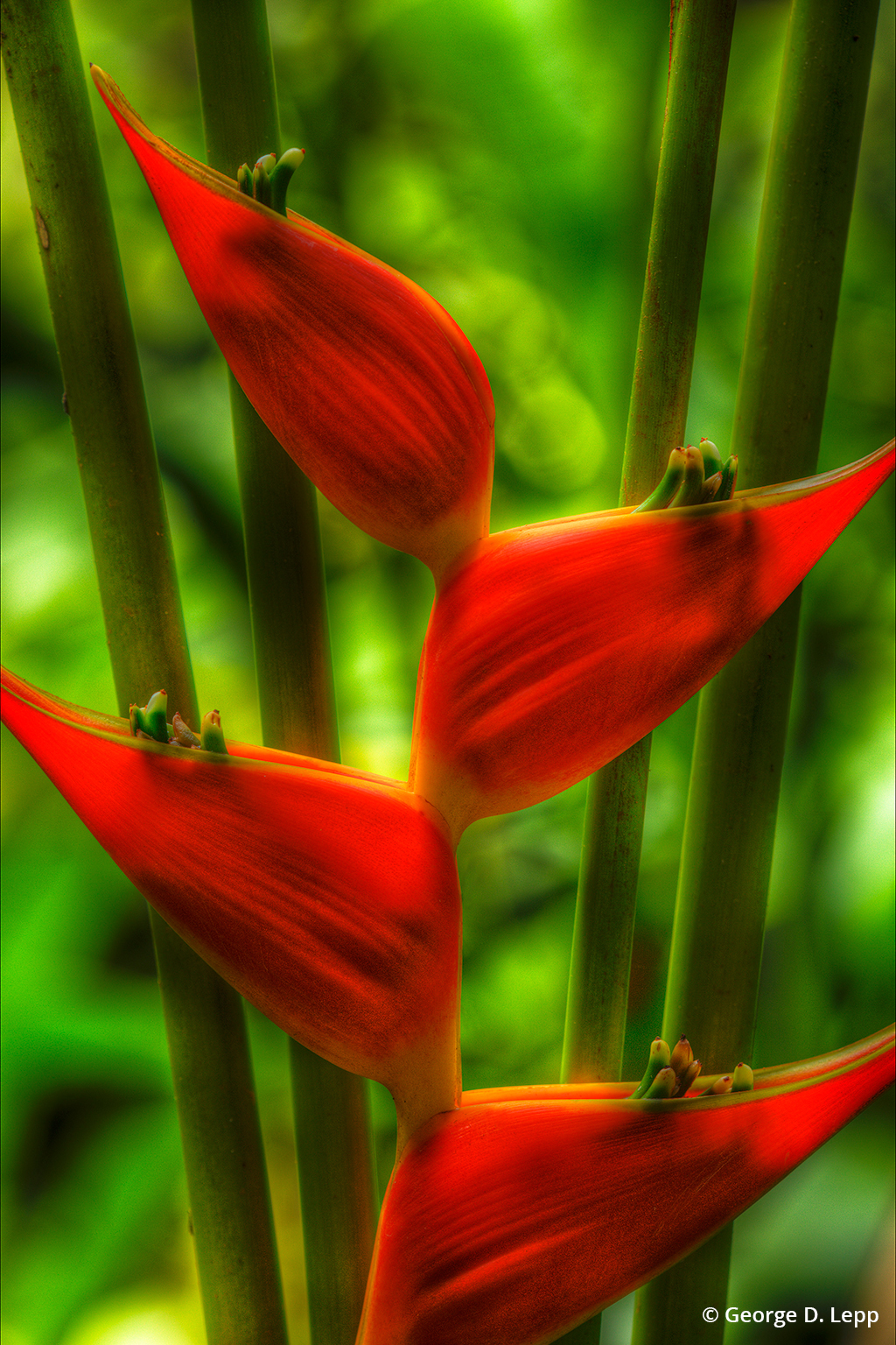 HDR photo of a Heliconia