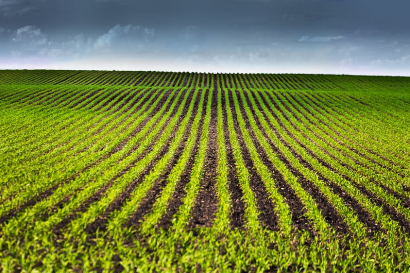 Rural scene of an agricultural cornfield under a stormy sky