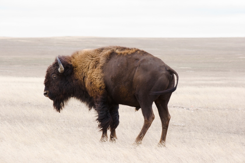 Horizontal view of a lone buffalo bracing itself against the wind on an overcast autumn day Location: Badlands National Park, South Dakota