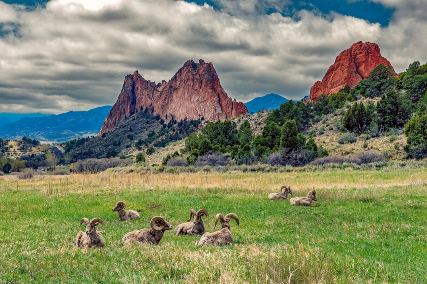 Big Horn Sheep Rams resting at Garden of the Gods in Colorado Springs, Colorado in western USA