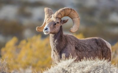 Wild Sheep Foundation Uses Education for Preservation