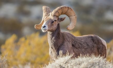 Wild Sheep Foundation Uses Education for Preservation