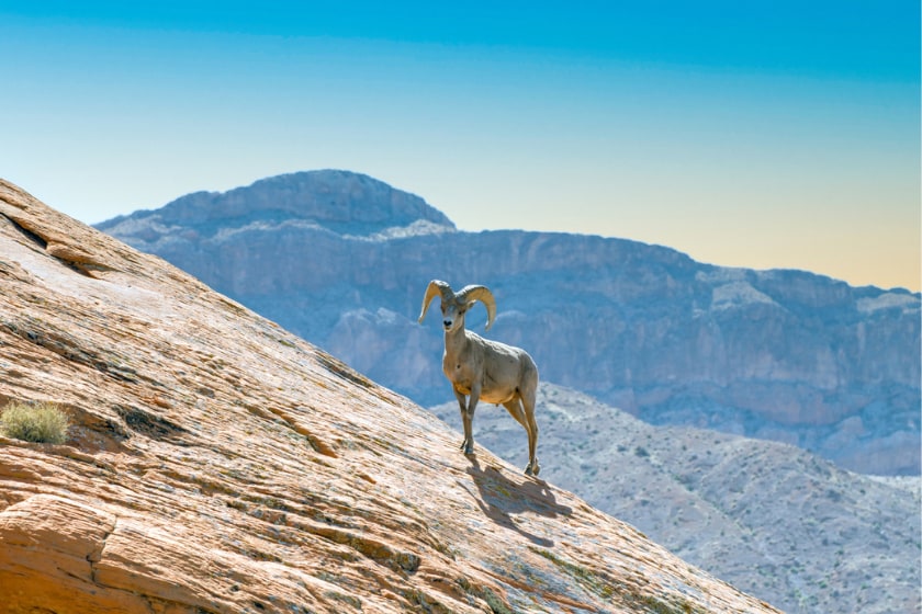 Nevada desert Bighorn sheep, Ovis canadensison, a rock cliff close up portrait 