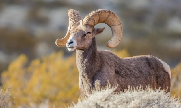 Wild Sheep Foundation Uses Education for Preservation
