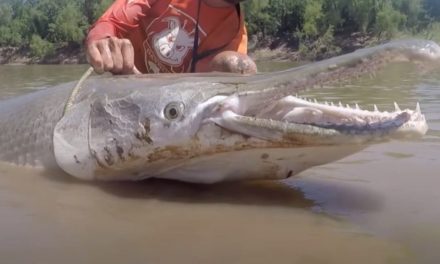 Woman Gets Bitten by Alligator Gar on Lake Corpus Christi