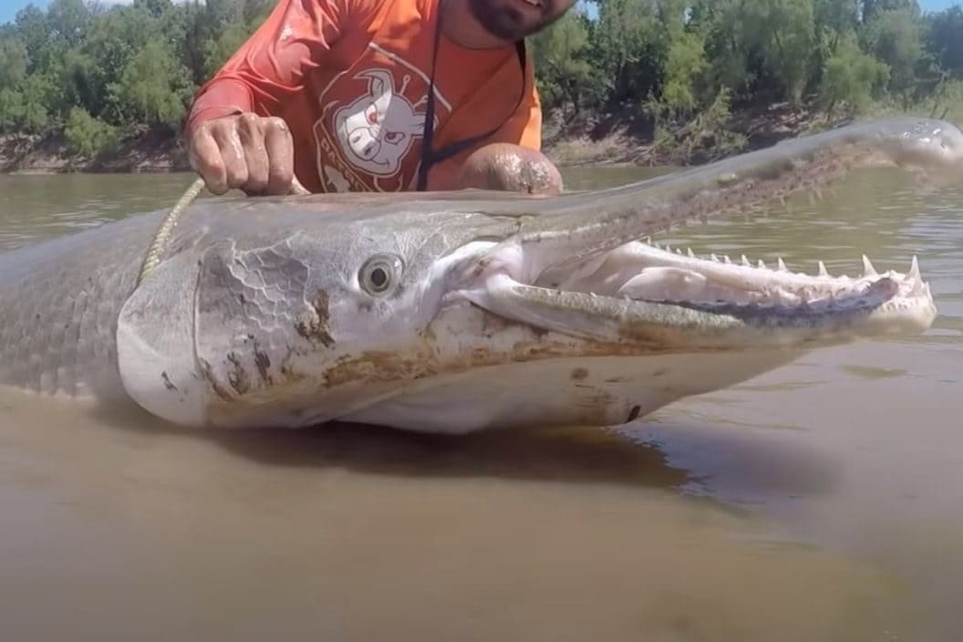 Corpus Christi Alligator Gar