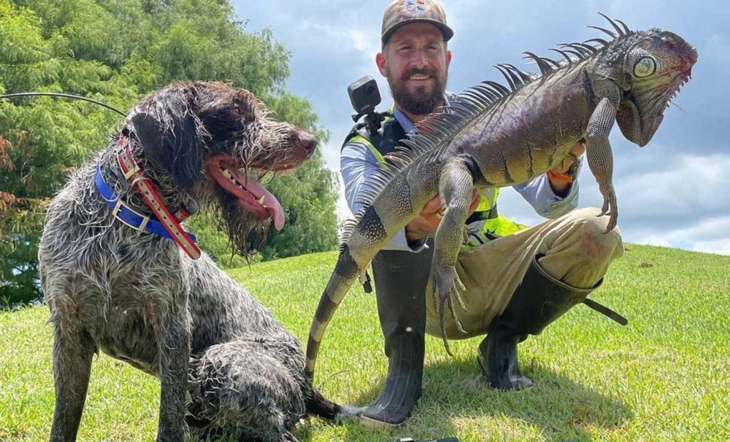 A Hunter and His Dog Are at the Forefront of the Florida Iguana Problem