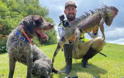 A Hunter and His Dog Are at the Forefront of the Florida Iguana Problem