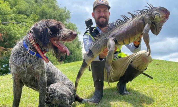 A Hunter and His Dog Are at the Forefront of the Florida Iguana Problem