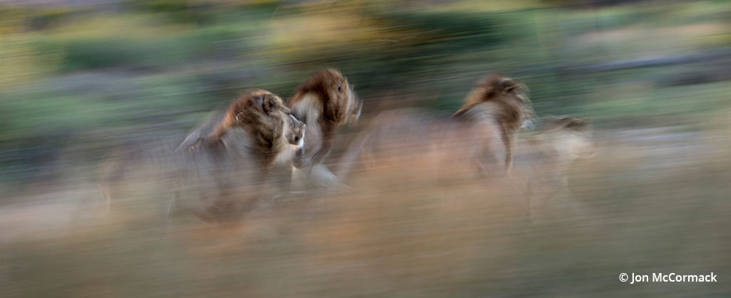 Photo of four lions running