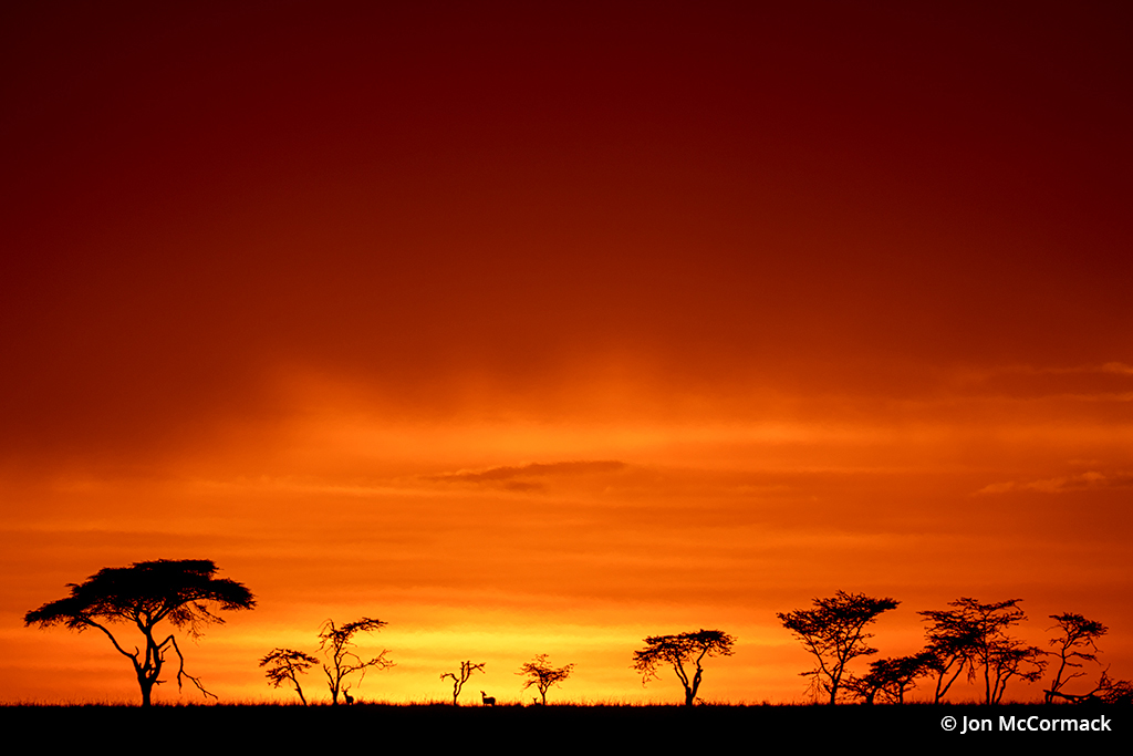 Photo of gazelles and trees in the distance under a bold red orange sunset