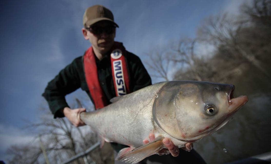Asian Carp Are Getting Rebranded and Renamed