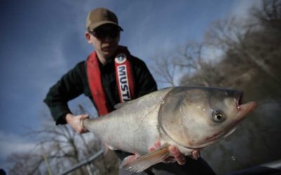 Asian Carp Are Getting Rebranded and Renamed
