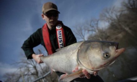 Asian Carp Are Getting Rebranded and Renamed