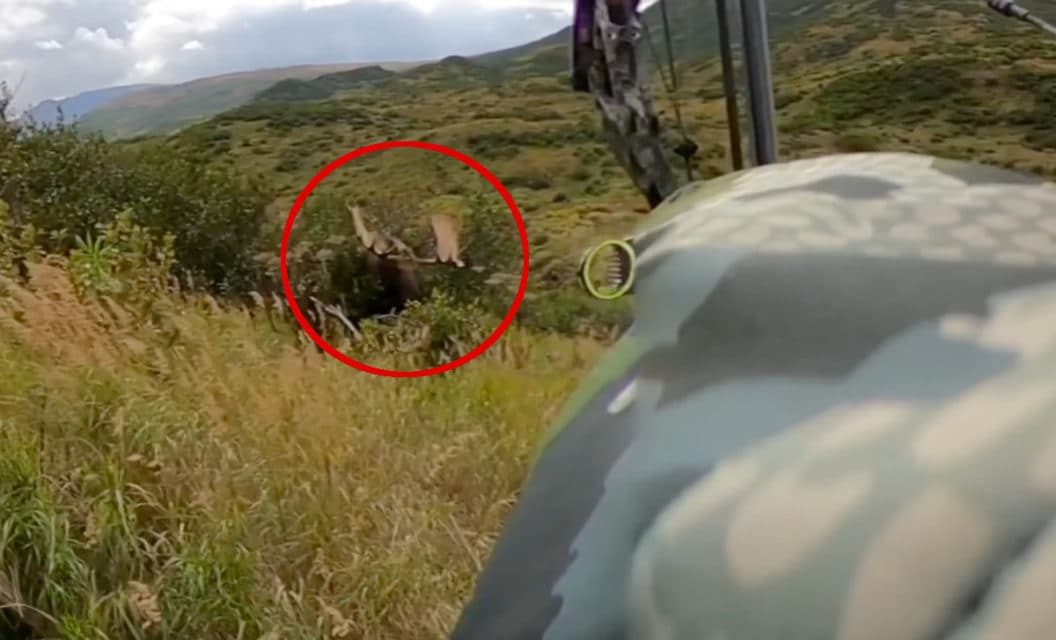 Bowhunter Makes 2-Yard Shot on Moose in Wild Alaskan Hunt