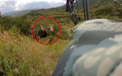 Bowhunter Makes 2-Yard Shot on Moose in Wild Alaskan Hunt