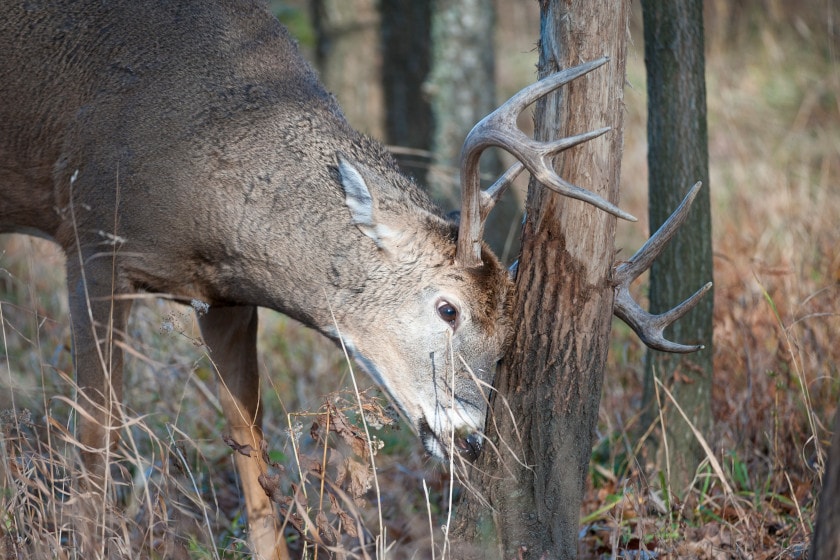 Buck Rubs