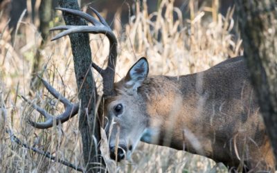 Buck Rubs: What They Mean and Why Deer Make Them