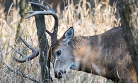Buck Rubs: What They Mean and Why Deer Make Them