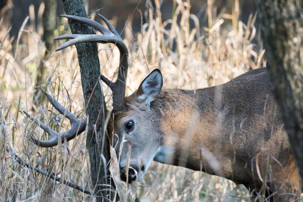 Buck Rub