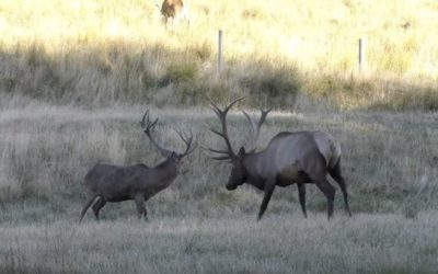 Bull Elk vs. Red Stag: The Differences Between Two Premier Game Animals
