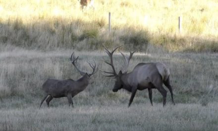 Bull Elk vs. Red Stag: The Differences Between Two Premier Game Animals