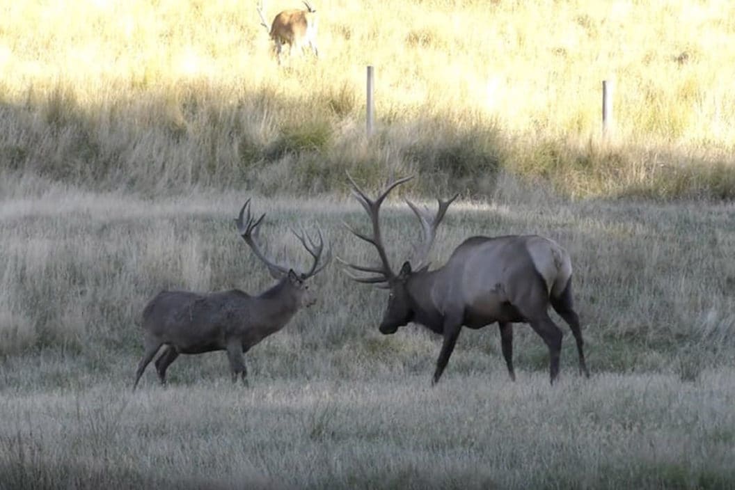 elk and red deer