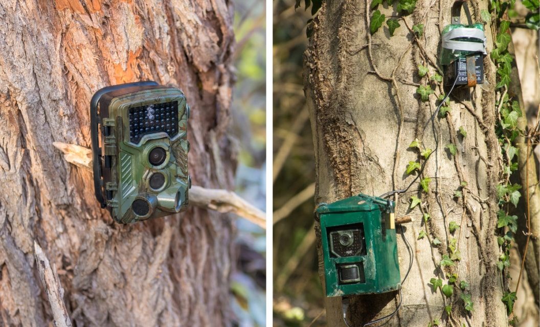 Cellular vs. Standard Trail Cams: Should Hunters Use Both?