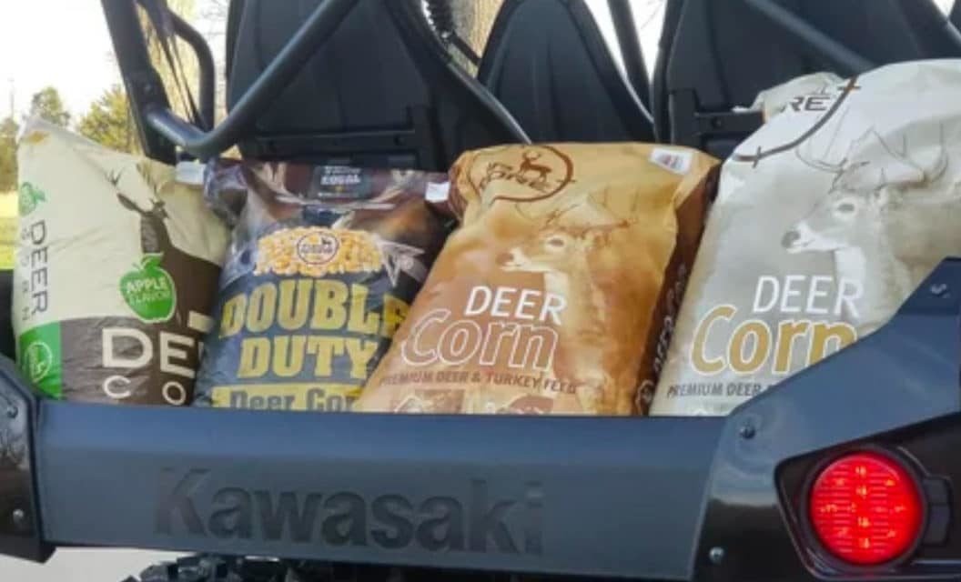 Deer Corn, Pros, Cons, and The Best Options Out There