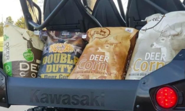 Deer Corn, Pros, Cons, and The Best Options Out There