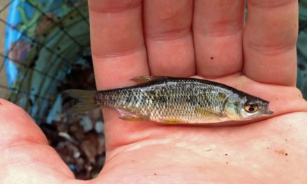 Golden Shiner: Profiling This Ideal Bass Bait