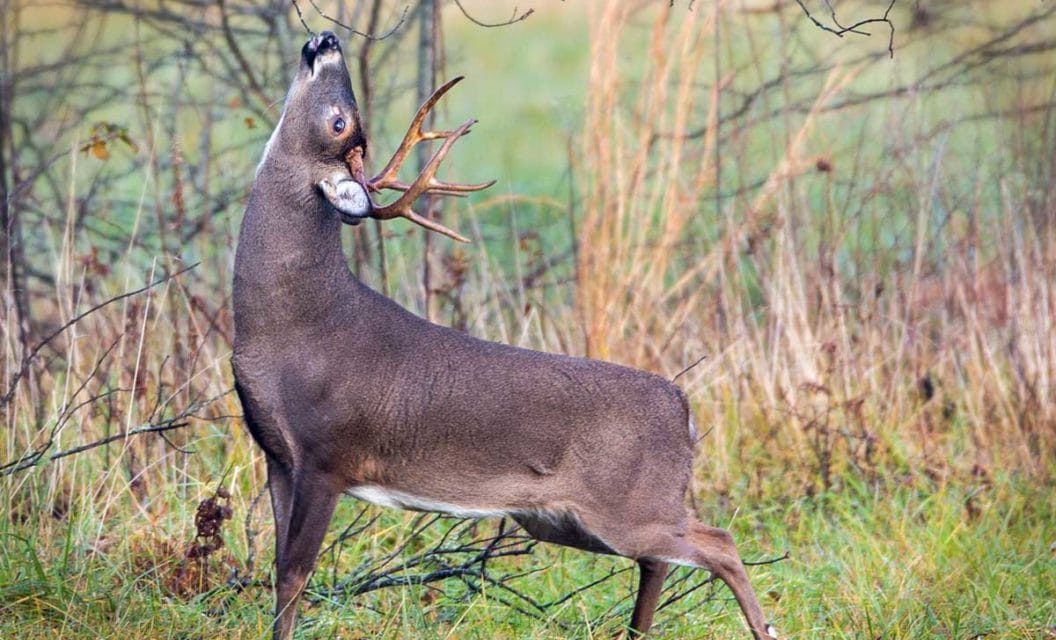 How to Fool Big Bucks With Mock Scrapes