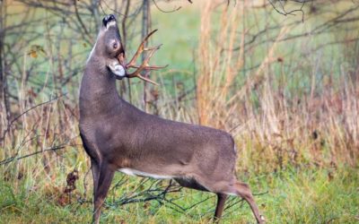 How to Fool Big Bucks With Mock Scrapes