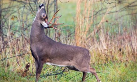 How to Fool Big Bucks With Mock Scrapes