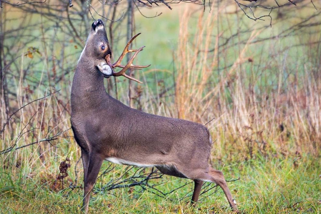 A whitetail deer licks a branch above a deer scrape to communicate with other deer.