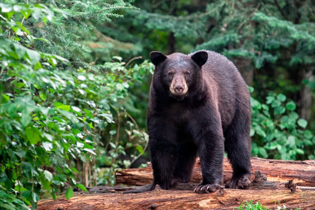 A black bear stops to look around on a pile of logs.
