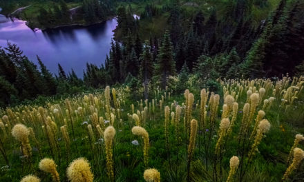 Mount Rainier National Park