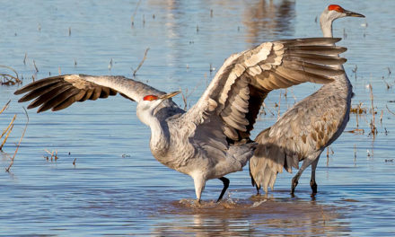 Photo Of The Day By Marti Huzarski