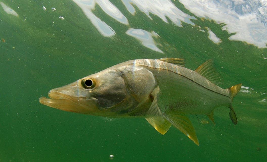 Summer Brings Gulf Coast Snook Sensation